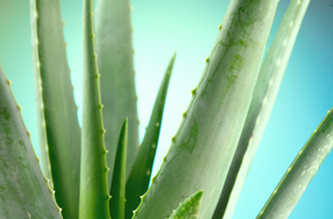 Aloe image 2